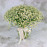 Букет из 51 ромашки-матрикария - Фото 5