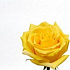 Желтая роза 60 см - Фото 3