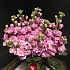 Букет цветов Ароматная матиола - Фото 2