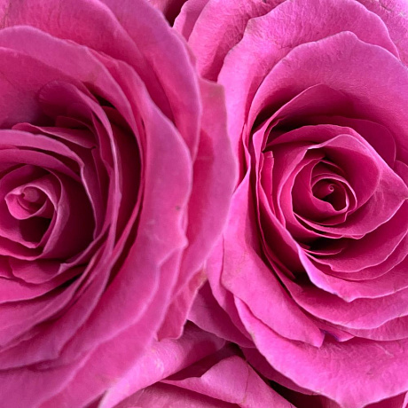 Букет цветов Рози лол №160 - Фото 4