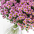 Охапка фиолетовых ромашек - Фото 7