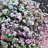Букет цветов Цветочное облако - Фото 3