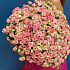 101 нежно-розовая кустовая Роза - Фото 2