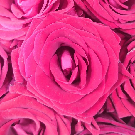 Букет из 51 розы ред наоми - Фото 2