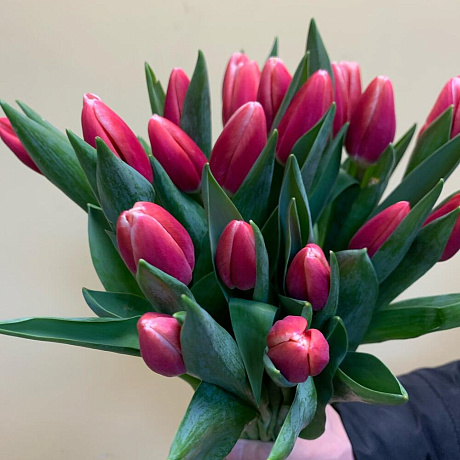 Тюльпаны для любимой - Фото 4