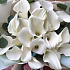 Букет цветов Белые каллы №163 - Фото 2