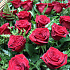 50 роз в корзине - Фото 3