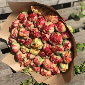 51 пионовидный тюльпан №160