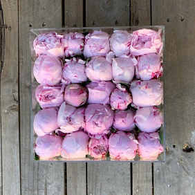 Пионы в коробке №179