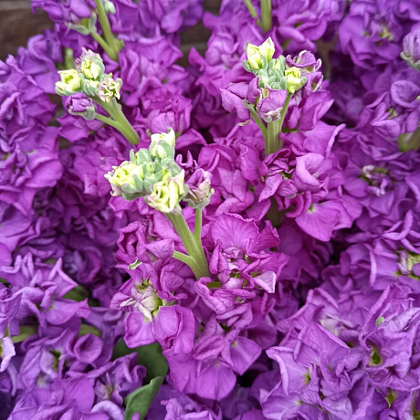 Букет из глубоко пурпурной маттиолы - Фото 6