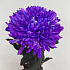 Одноголовая хризантема фиолетовая - Фото 1