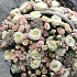 Нежная Корзина из роз и озотамнуса - Фото 4