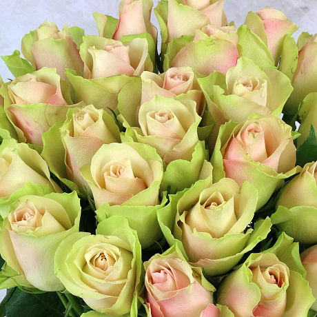 Букет из 51 зелено-розовой розы - Фото 4
