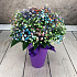 Букет цветов Конус воздушный - Фото 1