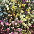 Букет цветов Сладкие Цветочки - Фото 4