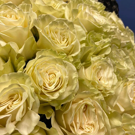 31 белая Роза «Мондиаль» Эквадор - Фото 4