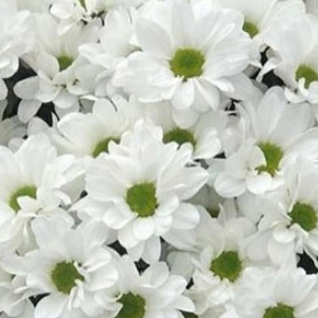 Букет цветов Просто ромашки - Фото 2