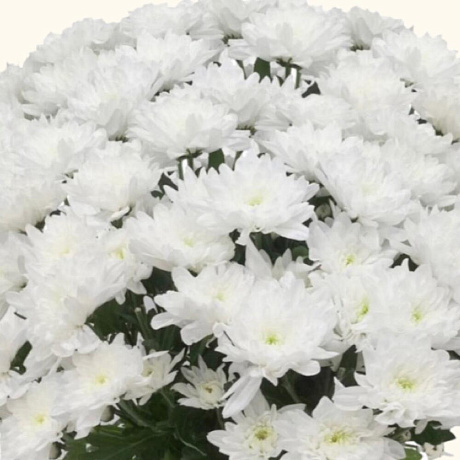 Хризантема кустовая baltica белая - Фото 3