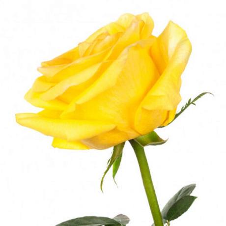 Желтая роза 60 см - Фото 2