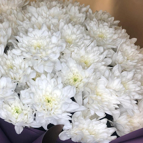 Кустовые хризантемы №160 - Фото 5