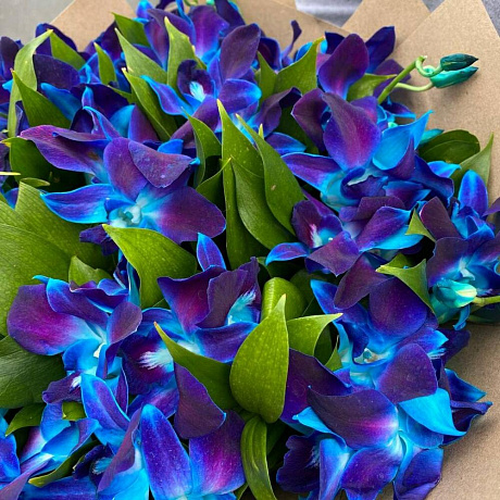 Синие Орхидеи - Фото 6