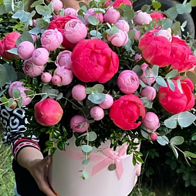 Пионы в коробке №161