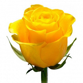 Желтая роза 60 см