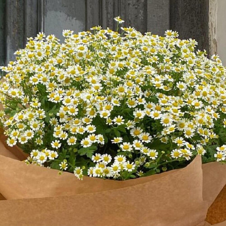 Букет из мелких ромашек - Фото 3