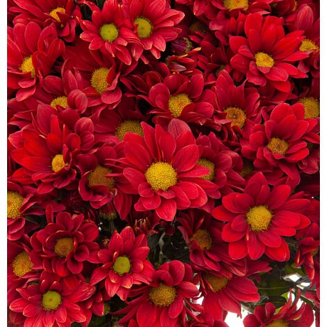 Букет соло красных кустовых хризантем - Фото 2