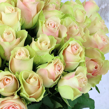 Букет из 51 зелено-розовой розы - Фото 5