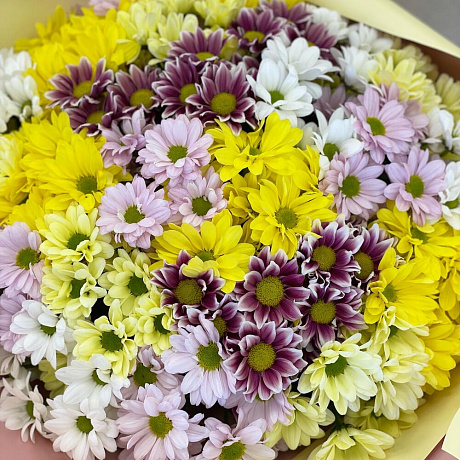 Букет из 25 кустовых хризантема - Фото 5