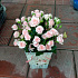 Цветы в коробке Лидия - Фото 1