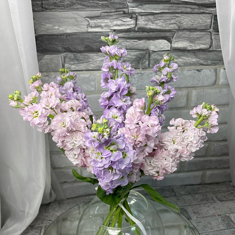 9 матиолы - Фото 3