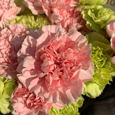 Монобукет из диантусов №2 - Фото 3