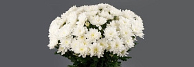 15 Белых хризантем в большой белой коробке №254