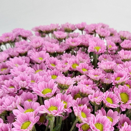 Охапка фиолетовых ромашек - Фото 4