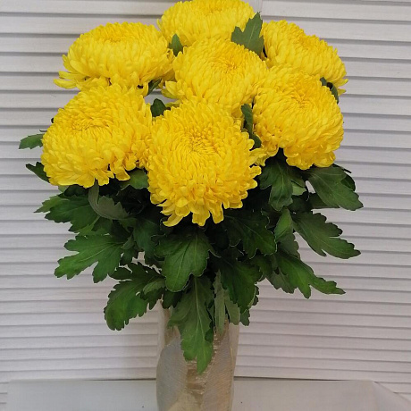 Ароматная крымская хризантема  - Фото 4