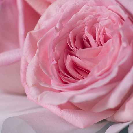 25 роз сорта Pink Ohara - Фото 2