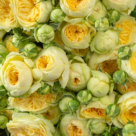 Букет пиони баблс - Фото 2