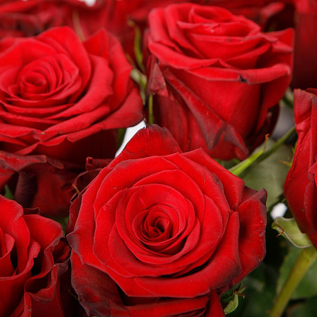 Букет из 15 красных роз Фридом №2 - Фото 3