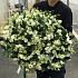 Букет из эустомы 99 шт с рускусом. N280 - Фото 3
