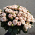 51 кустовая кремовая роза - Фото 3