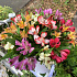Цветы в коробке «Брызги фонтана» - Фото 1