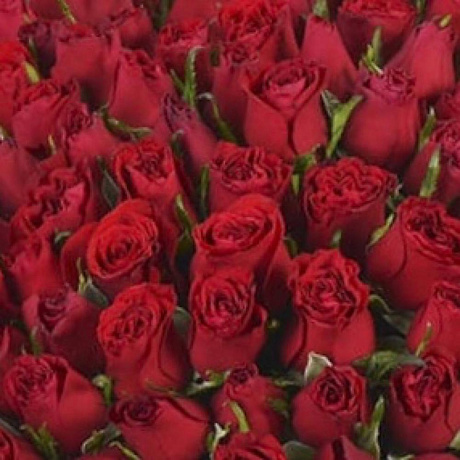 Букет из 51 красной кенийской розы - Фото 3