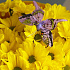 Яркий букет из хризантем 1 сентября №160 - Фото 6