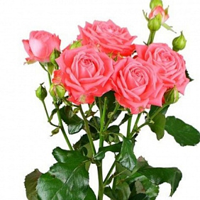Роза кустовая  коралловая 50 см