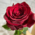 Роза из Эквадора - Фото 4