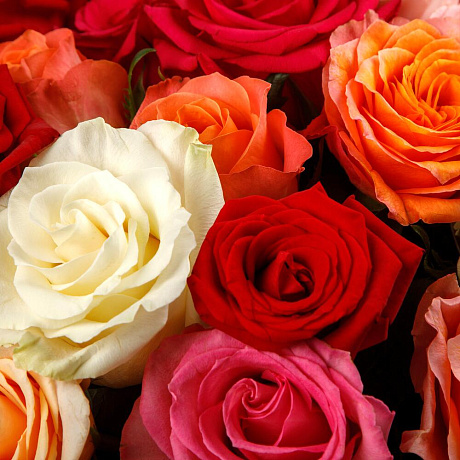 Букет из 25 роз Аморе мио №2 - Фото 3