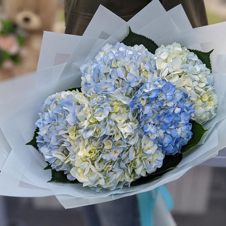 5 голубых гортензии - Фото 3