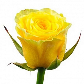 Желтая роза Россия 60 см